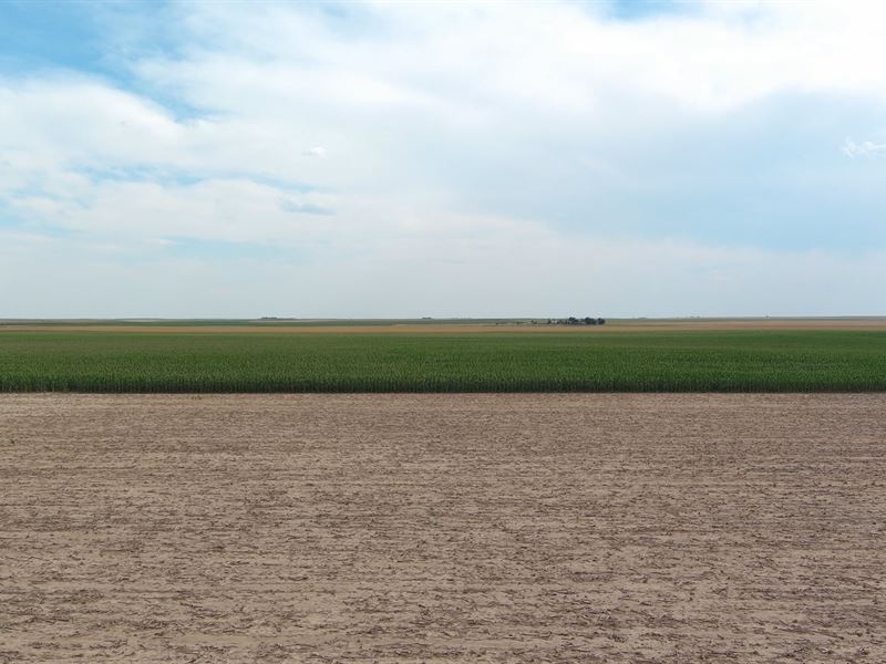 Dryland Auction : Hugo : Lincoln County : Colorado