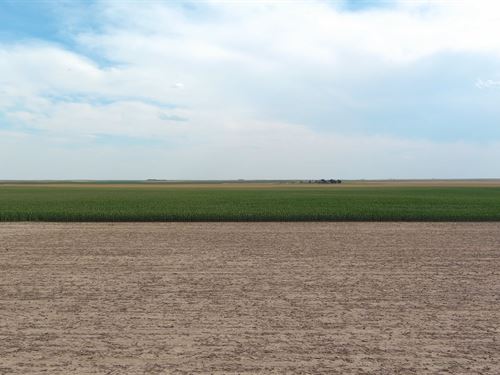 Schneider Trust Dryland Auction : Hugo : Lincoln County : Colorado