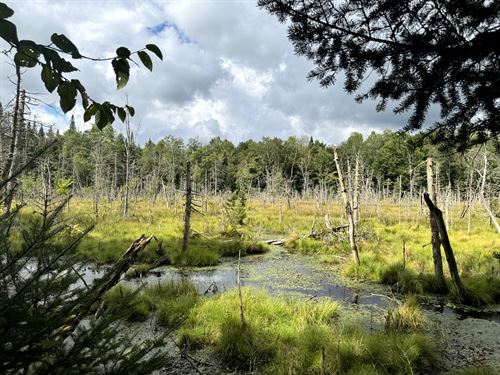 Walk to Black River Wild Forest : Ohio : Herkimer County : New York