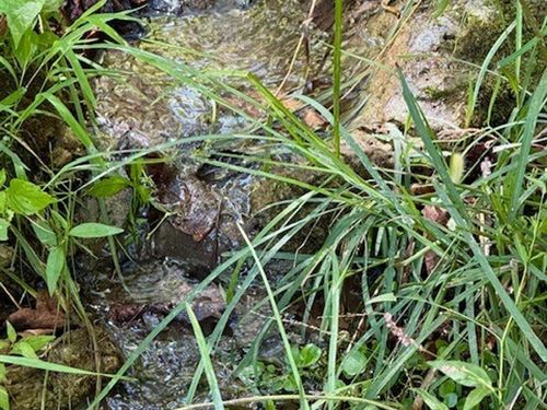 164 Acres, 2 Spring Fed Ponds, Priv : Mountain Grove : Douglas County : Missouri