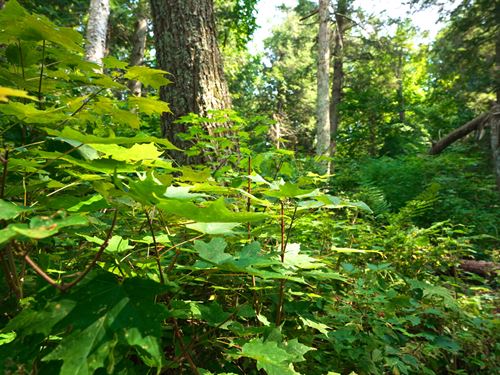 WI Lakefront Acreage for Sale : Hayward : Sawyer County : Wisconsin