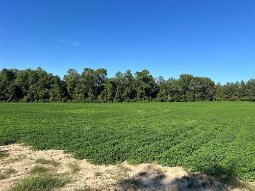 G6 Farms, Tract 6 : Troy : Pike County : Alabama