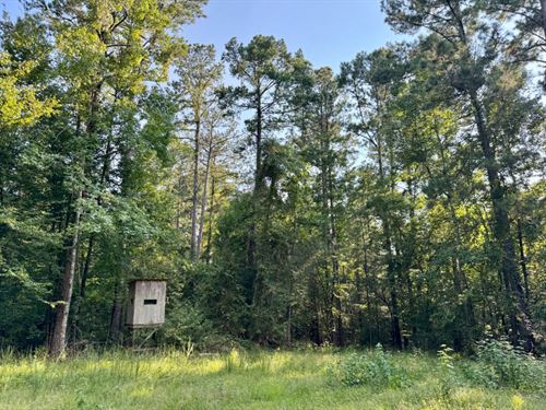 Winn Hunting Old Growth Timber : Jackson : Clarke County : Alabama