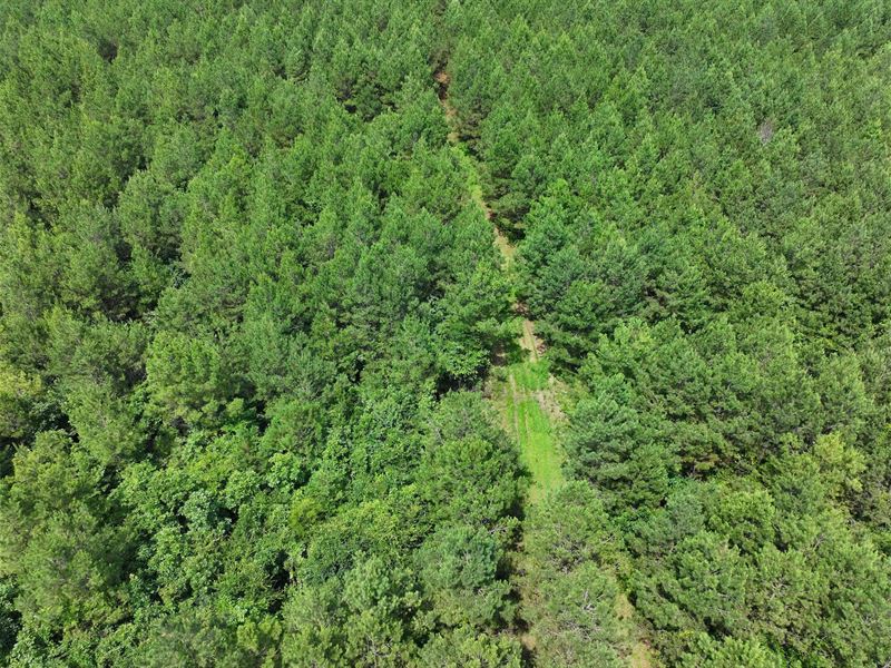 37.25 Acres in Webster County, MS : Maben : Webster County : Mississippi