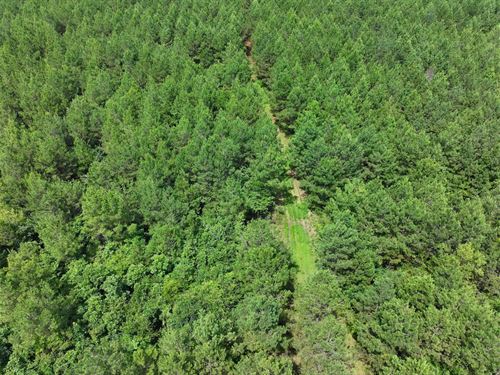 37.25 Acres In Webster County, MS : Maben : Webster County : Mississippi