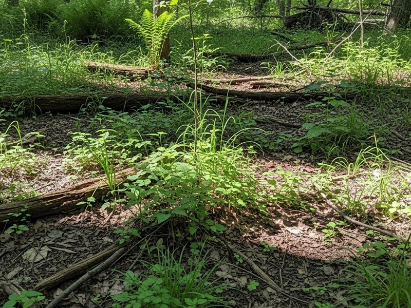 12.71 Acres, Jefferson County TN : Dandridge : Jefferson County : Tennessee