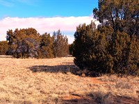 .46 Acre Concho Arizona Paradise : Concho : Apache County : Arizona