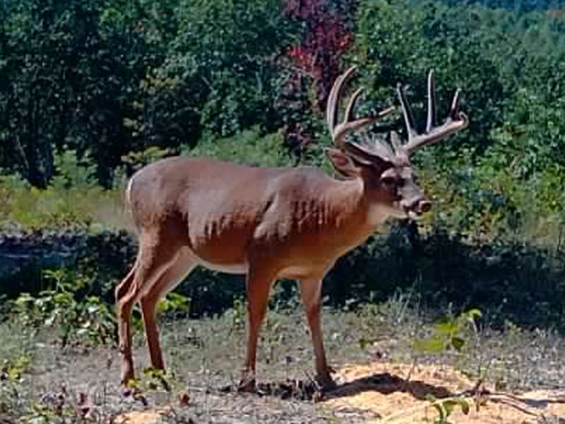 Large Tract 517 Acres in Pike City : Beaver : Pike County : Ohio