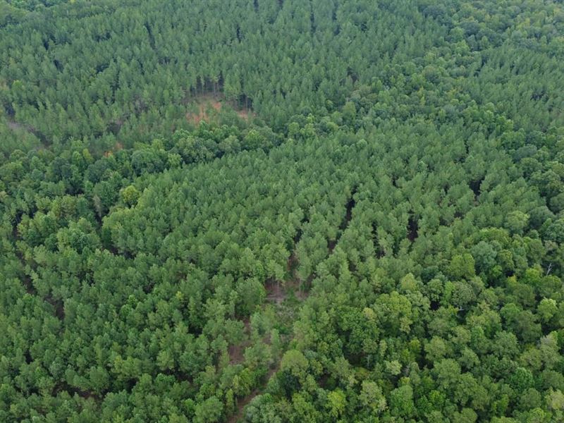 6 Acres Neal Lake Martin : Dadeville : Tallapoosa County : Alabama
