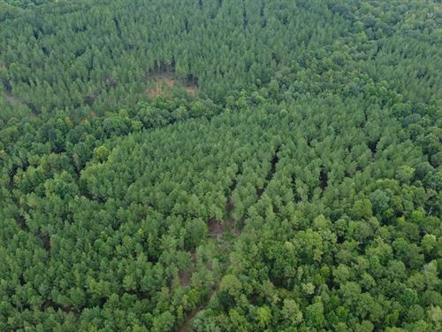 6 Acres Near Lake Martin : Dadeville : Tallapoosa County : Alabama