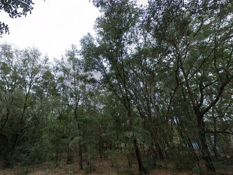 Smart Land Deal Yours for $199 Down : Interlachen : Putnam County : Florida