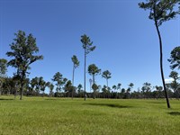 Dungarven Oaks Lot 8, 10Ac : Micanopy : Marion County : Florida