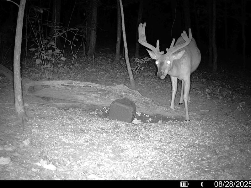 80 Acre Private Retreat : Grant : Marshall County : Alabama
