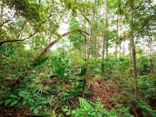 High and Dry, Direct Road Access : Florida City : Putnam County : Florida