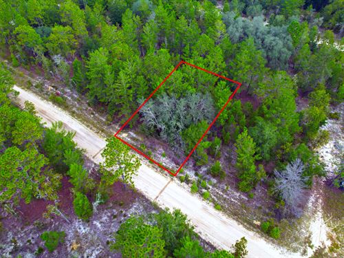 High and Dry in Interlachen Florida : Interlachen : Putnam County : Florida