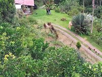 Avogana Ranch : Jicotea : Costa Rica