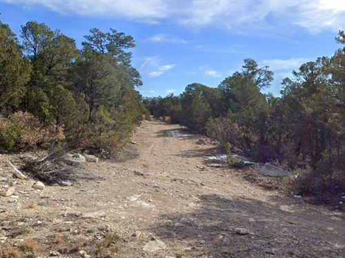 Forested Lot Near Electric : Edgewood : Torrance County : New Mexico