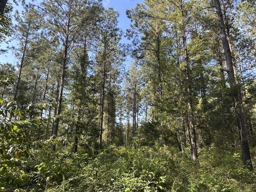 Mt. Rose Road Tract, 14 Acres : McKenzie : Butler County : Alabama