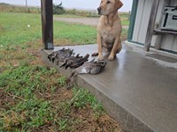 Waterfowl & Upland Bird Hunting Cab : Grafton : Fillmore County : Nebraska
