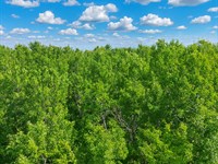 5+ Acre Wooded Land Near Couderay : Couderay : Sawyer County : Wisconsin
