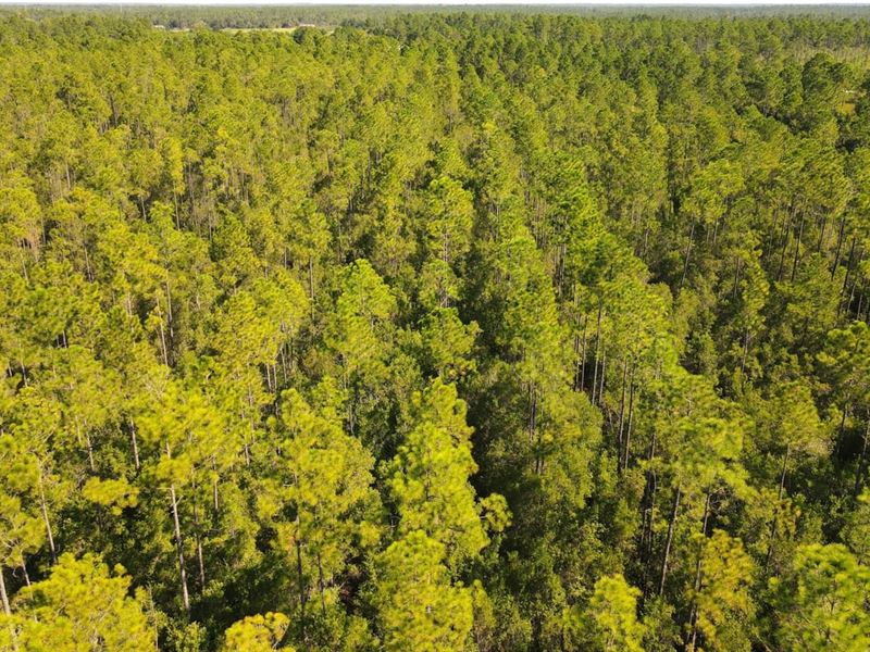 Timber Land, CR 274 : Fountain : Bay County : Florida