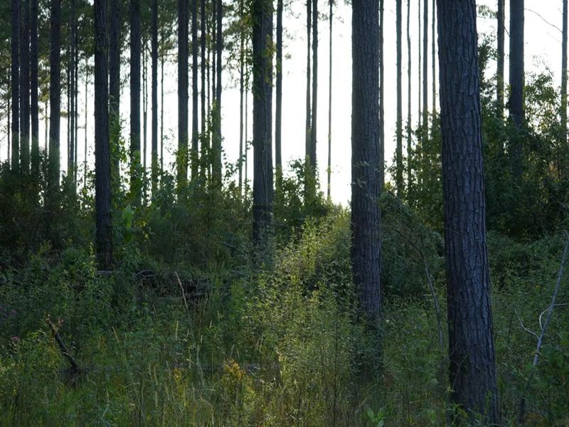 47 Acres in Oktibbeha County in Sta : Sarkville : Oktibbeha County : Mississippi