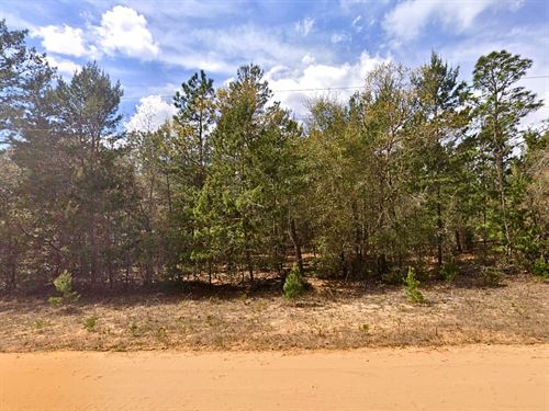 Small Lot, Huge Possibilities : Interlachen : Putnam County : Florida