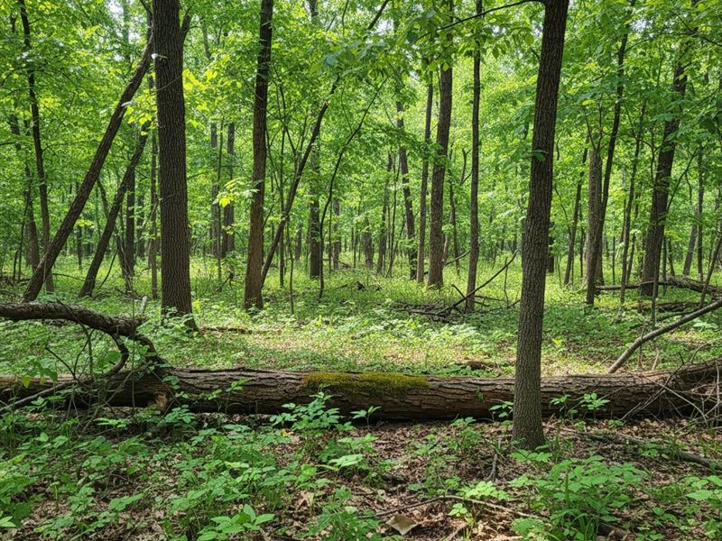 9.21 Acres, Le Flore County, OK : Cameron : Le Flore County : Oklahoma