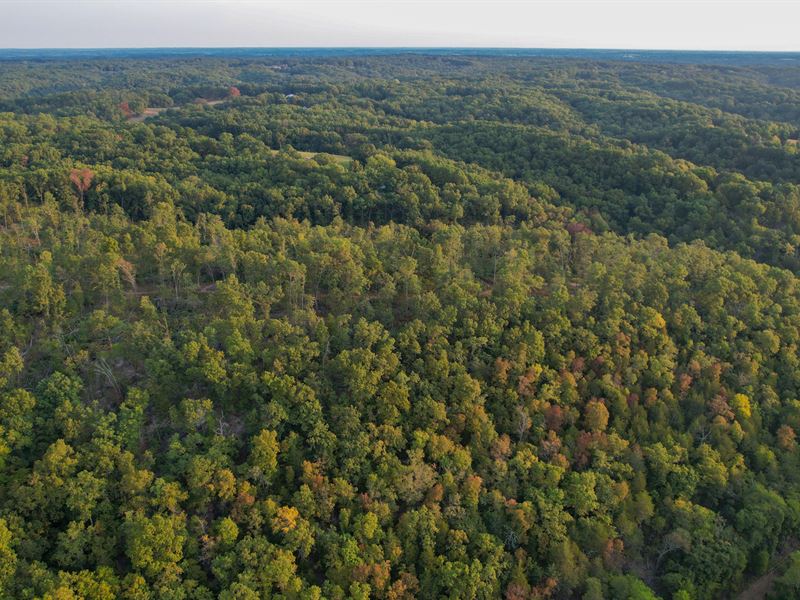Sycamore Bottoms : Galena : Stone County : Missouri