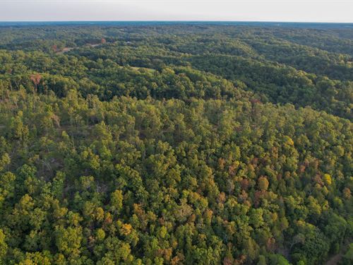 Sycamore Bottoms : Galena : Stone County : Missouri