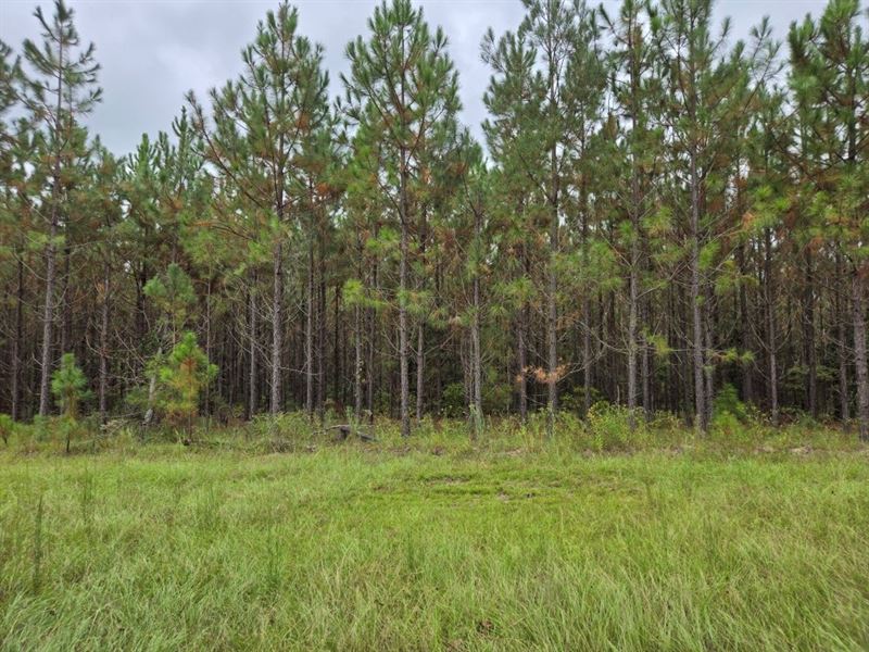Mule Pen Creek Timber : Adrian : Emanuel County : Georgia