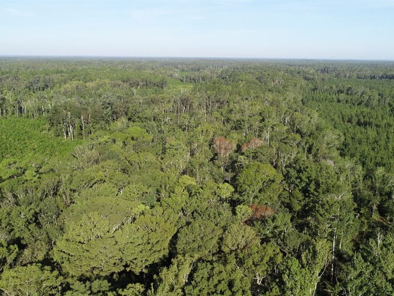 1,115 Acres Timber and Recreation : Greenville : Madison County : Florida