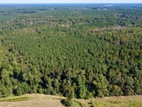 41.39 Acres of Recreational Land : Bunnlevel : Harnett County : North Carolina