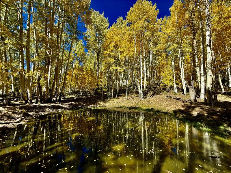 Aspen Mountain Ranch : Mancos : Montezuma County : Colorado