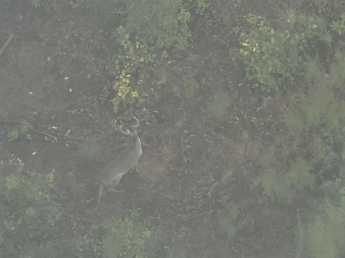 La, Caldwell 286 Acres : Columbia : Caldwell Parish : Louisiana