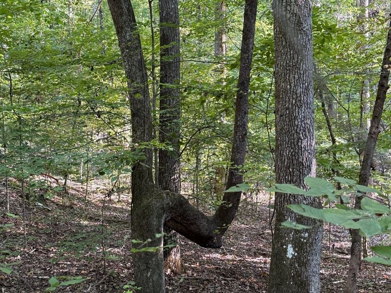 .88 Acre Wooded Lot on Mullins : Whitwell : Marion County : Tennessee