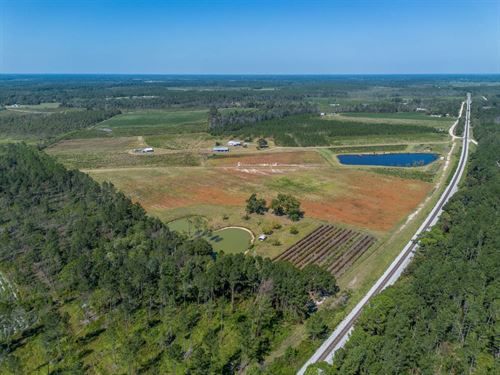 94.5 Acre Blueberry Farm, Nicholls : Nicholls : Bacon County : Georgia
