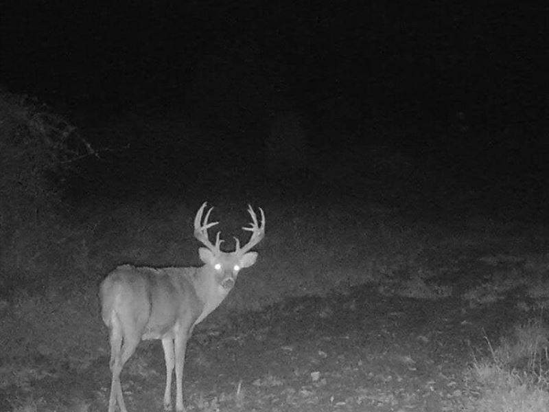 Jackson County 84 Acres : Freetown : Jackson County : Indiana