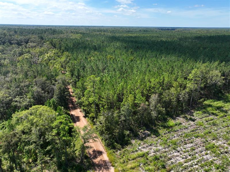 17.01 Acres Buck Ln, Woodbine GA : Woodbine : Camden County : Georgia