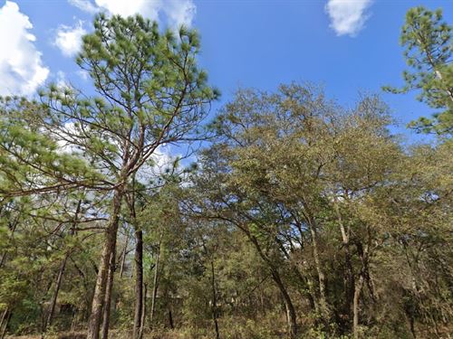 $199 Down Lot Special, Act Fast : Interlachen : Putnam County : Florida
