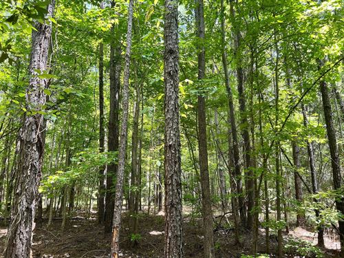 No Hoa, no Rules, Just Freedom-I : Ramer : Montgomery County : Alabama