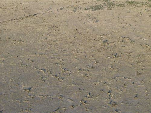 Eye-Catching 10.5-Acre Parcel El : Fort Hancock : Hudspeth County : Texas