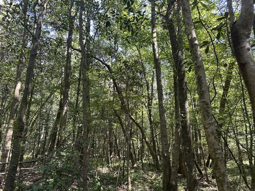 Little Patsaliga Tract, 34 Acres : Luverne : Crenshaw County : Alabama