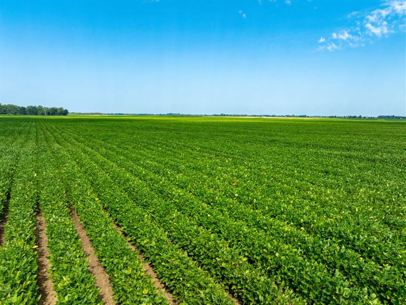 536 Row Crop Acres, Rice Farm,D : Alicia : Lawrence County : Arkansas