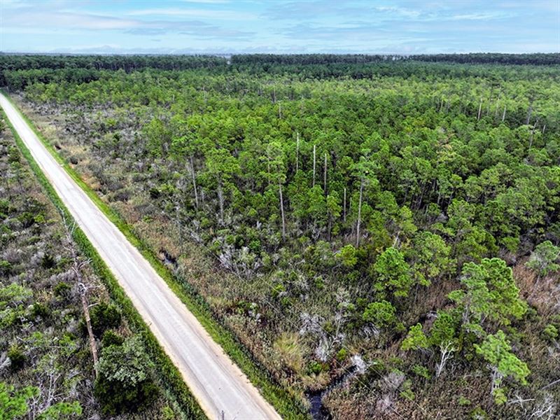 12 Acres of Secluded Hunting Land : Hobucken : Pamlico County : North Carolina