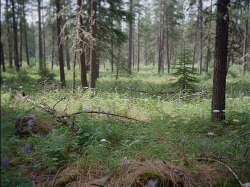 7.64 Acres Mineral County MT : Superior : Mineral County : Montana