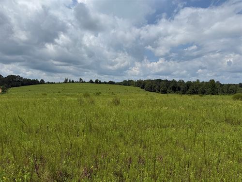 Rare 50 Acres in Blue Springs : Clopton : Barbour County : Alabama