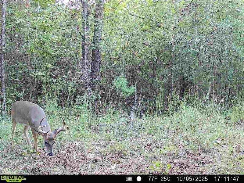 37 Acres in Amite County, Ms : Gloster : Amite County : Mississippi