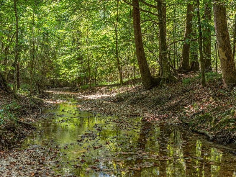 Stone Bottom Creek and Towering Oak : Wetumpka : Elmore County : Alabama