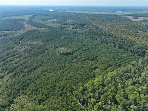 100 Ac Land For Sale Chaney Road : White Oak : Camden County : Georgia